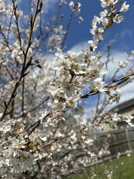 オハイオの庭に今年も桜が咲いてくれました。